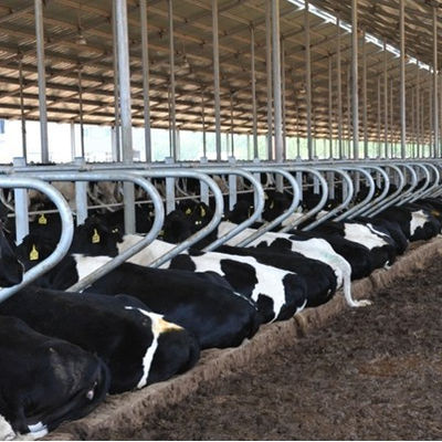 Localização do serviço local Nenhum Processo de soldagem utilizado para soluções de equipamento de produção de leite