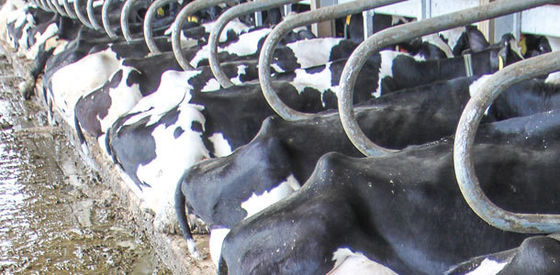 Equipamento de gado de vaca Ferro fundido metálico e aço inoxidável soldados para resultados rápidos
