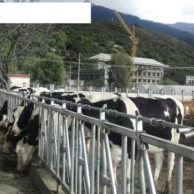Equipamento de fazenda de laticínios de acabamento OEM Aumentar o tempo de colocação com estalas de gado sem vaca única