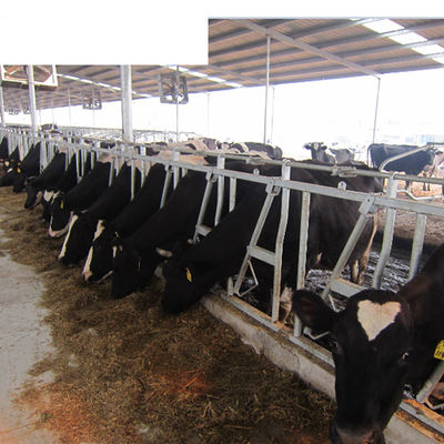 Equipamento de fazenda de laticínios de acabamento OEM Aumentar o tempo de colocação com estalas de gado sem vaca única