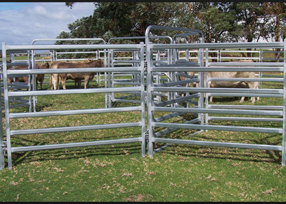 Equipamento de fazenda de laticínios de acabamento OEM Aumentar o tempo de colocação com estalas de gado sem vaca única