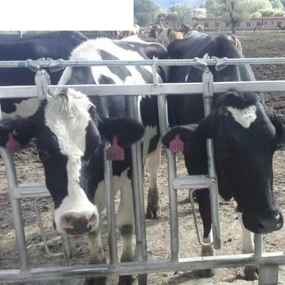 Equipamento de fazenda de laticínios de acabamento OEM Aumentar o tempo de colocação com estalas de gado sem vaca única